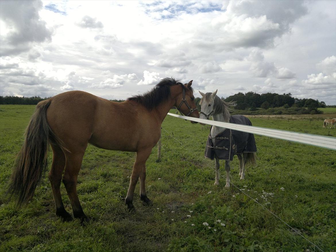 Adeilo på Hodsager Happy Horse - "Hej nabo" billede 5
