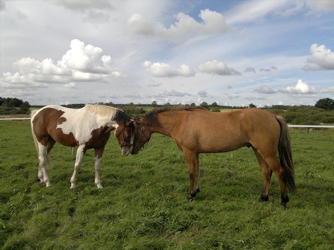 Adeilo på Hodsager Happy Horse - Adeilo og Wonderboy hilser på hinanden billede 6