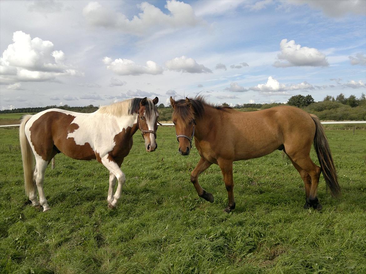 Adeilo på Hodsager Happy Horse - Adeilo og Wonderboy er blevet enige om, at jeg helt sikkert har guf i lommerne :) billede 7