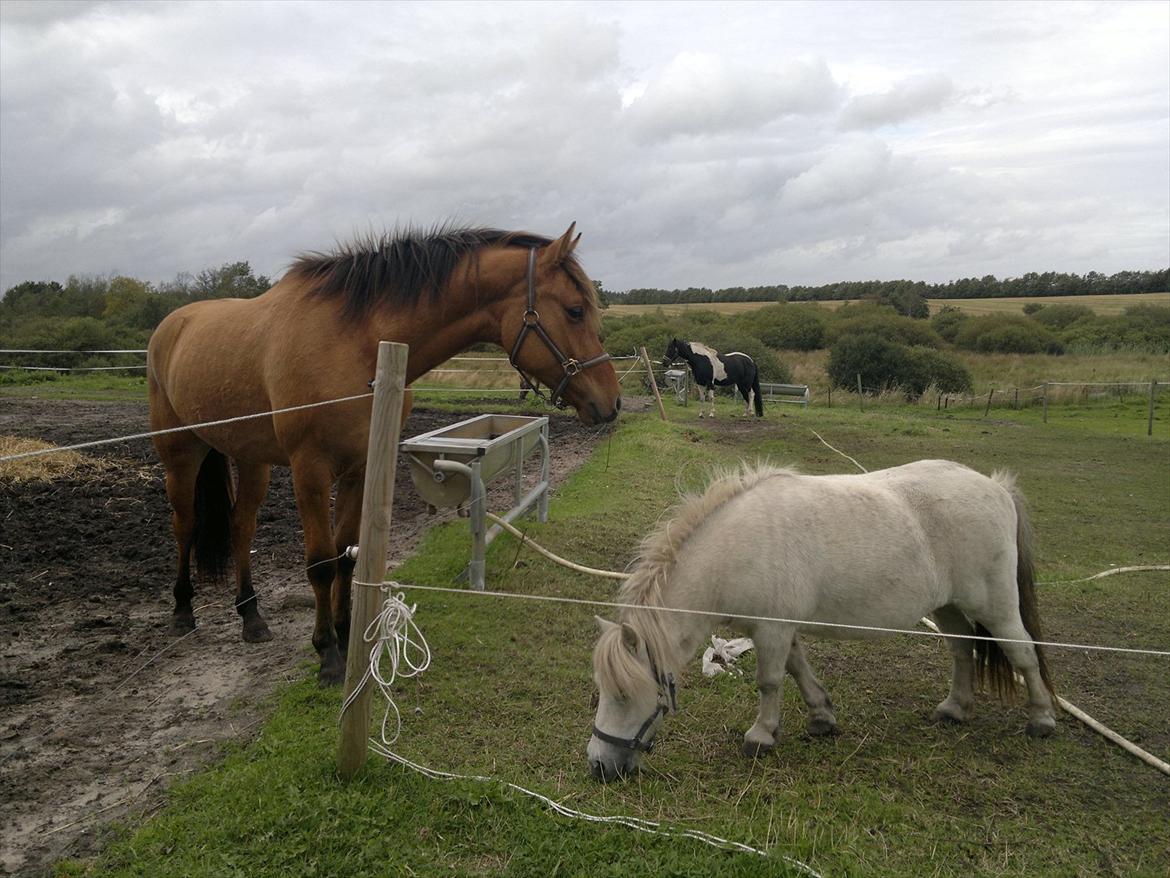 Adeilo på Hodsager Happy Horse - Sådan en lille en har han aldrig set før :) billede 8