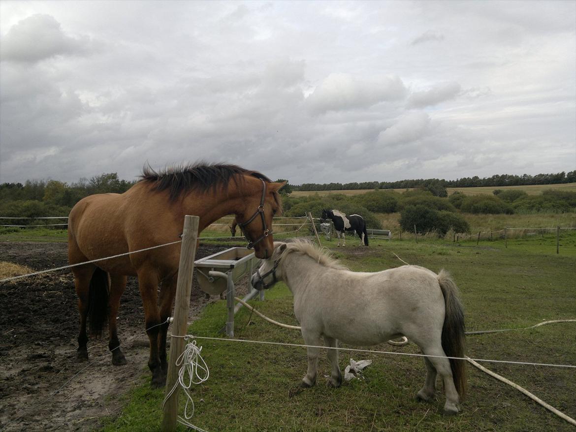 Adeilo på Hodsager Happy Horse - "Hej Molly" billede 9