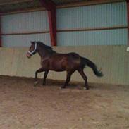 Lerano løs i ridehal