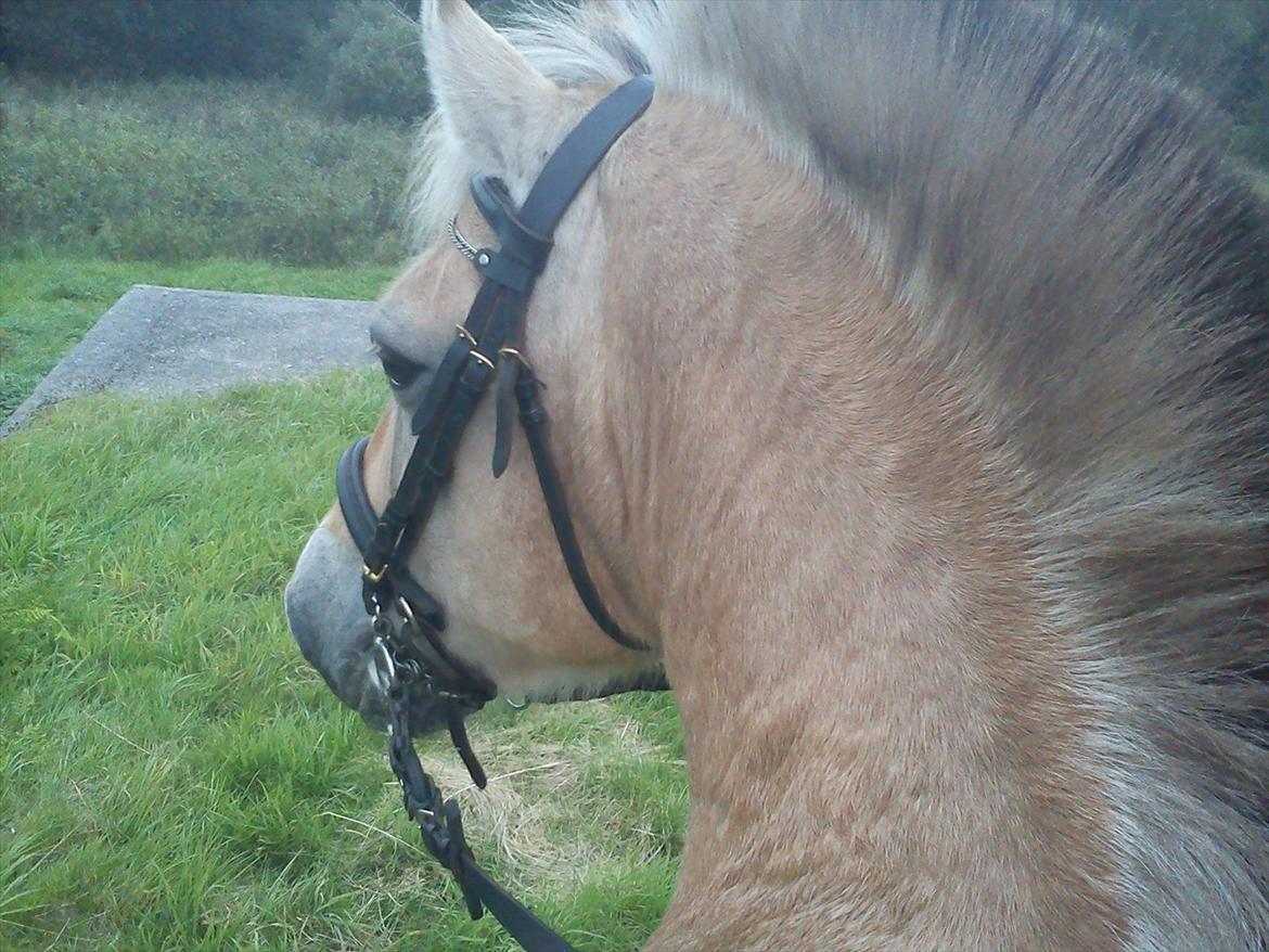 Oliver i soldaterskoven 2 gang billede 1