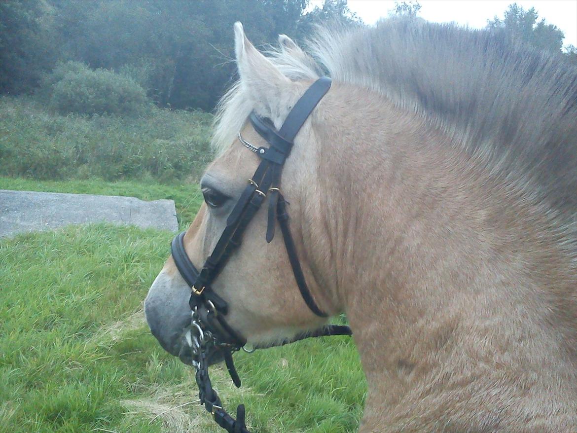 Oliver i soldaterskoven 2 gang billede 2