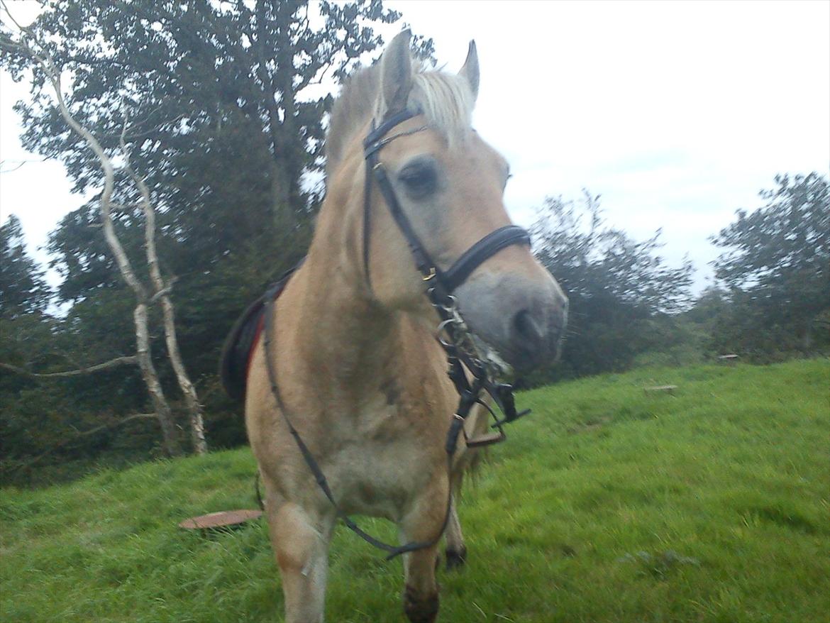 Oliver i soldaterskoven 2 gang billede 5