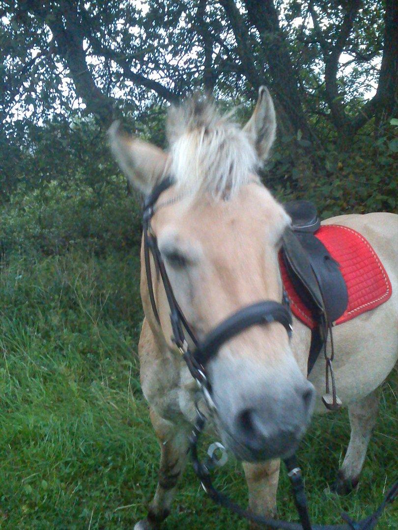 Oliver i soldaterskoven 2 gang billede 8