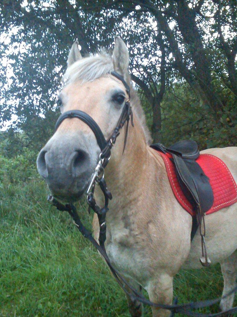 Oliver i soldaterskoven 2 gang billede 9