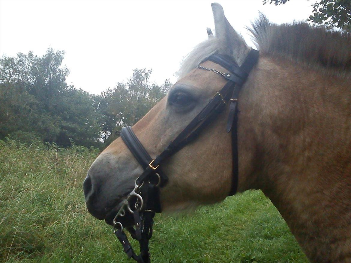 Oliver i soldaterskoven 2 gang billede 10