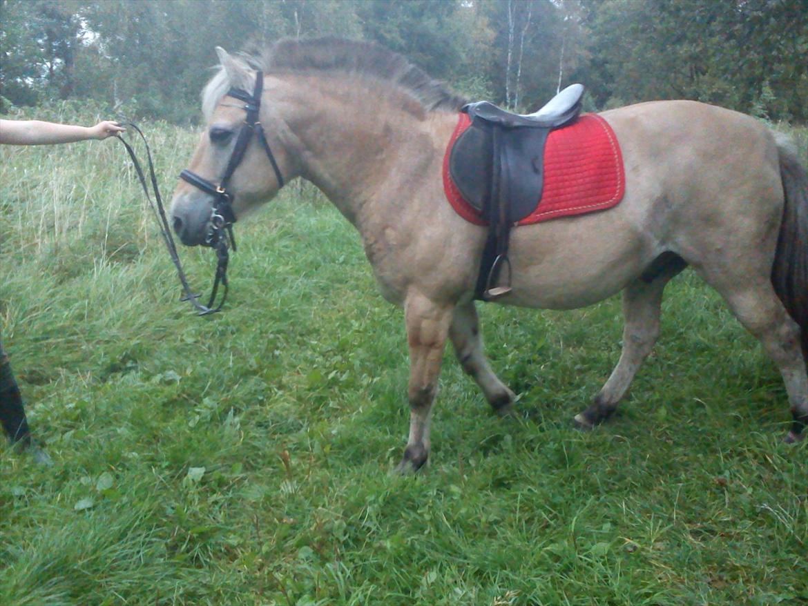 Oliver i soldaterskoven 2 gang billede 11