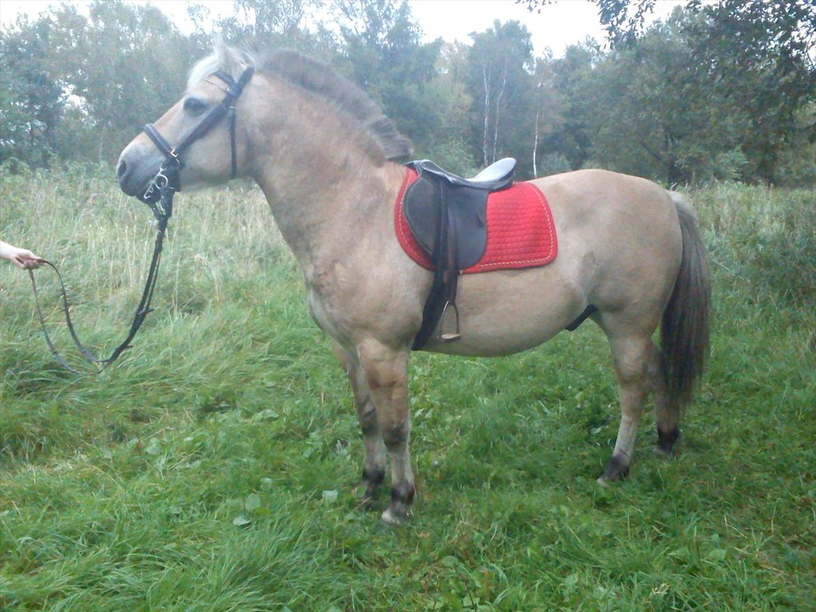 Oliver i soldaterskoven 2 gang billede 12