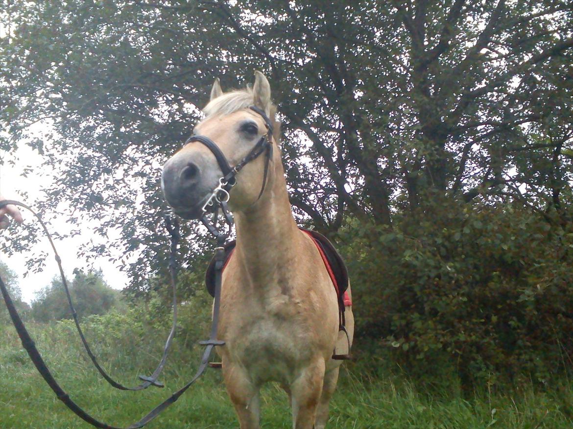 Oliver i soldaterskoven 2 gang billede 13