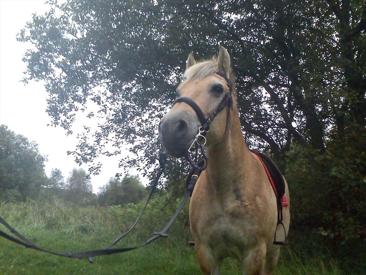 Oliver i soldaterskoven 2 gang billede 14