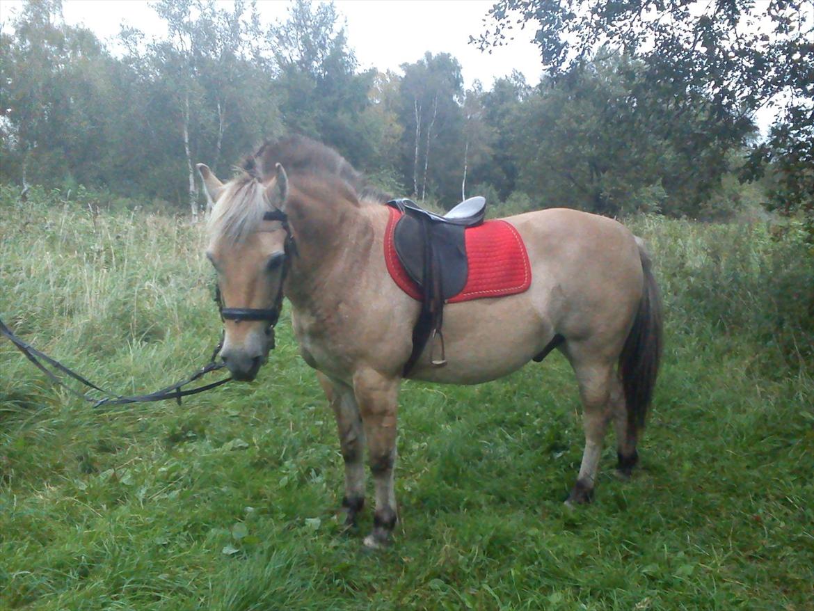 Oliver i soldaterskoven 2 gang billede 15