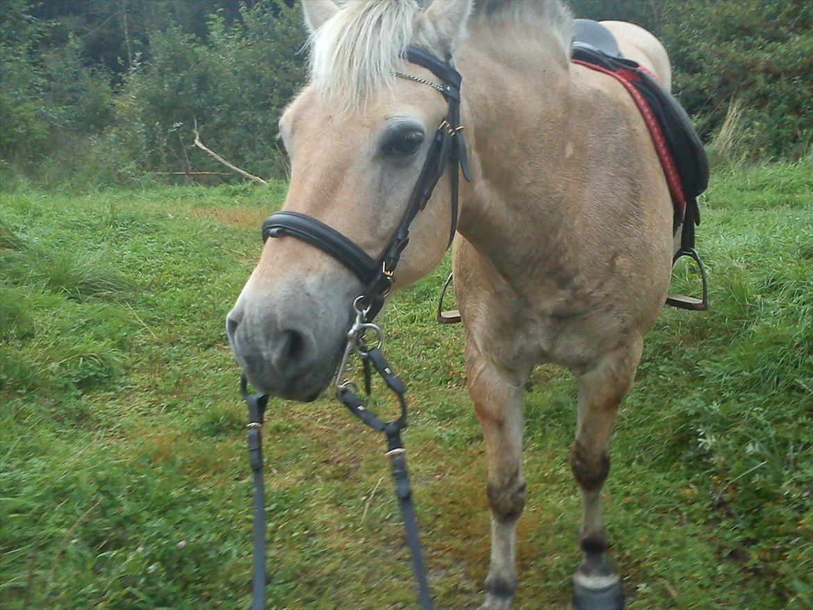 Oliver i soldaterskoven 2 gang billede 16