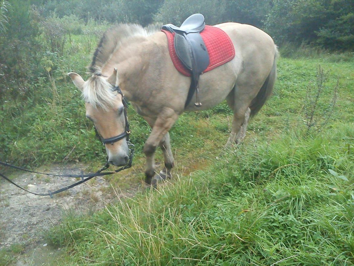 Oliver i soldaterskoven 2 gang billede 17