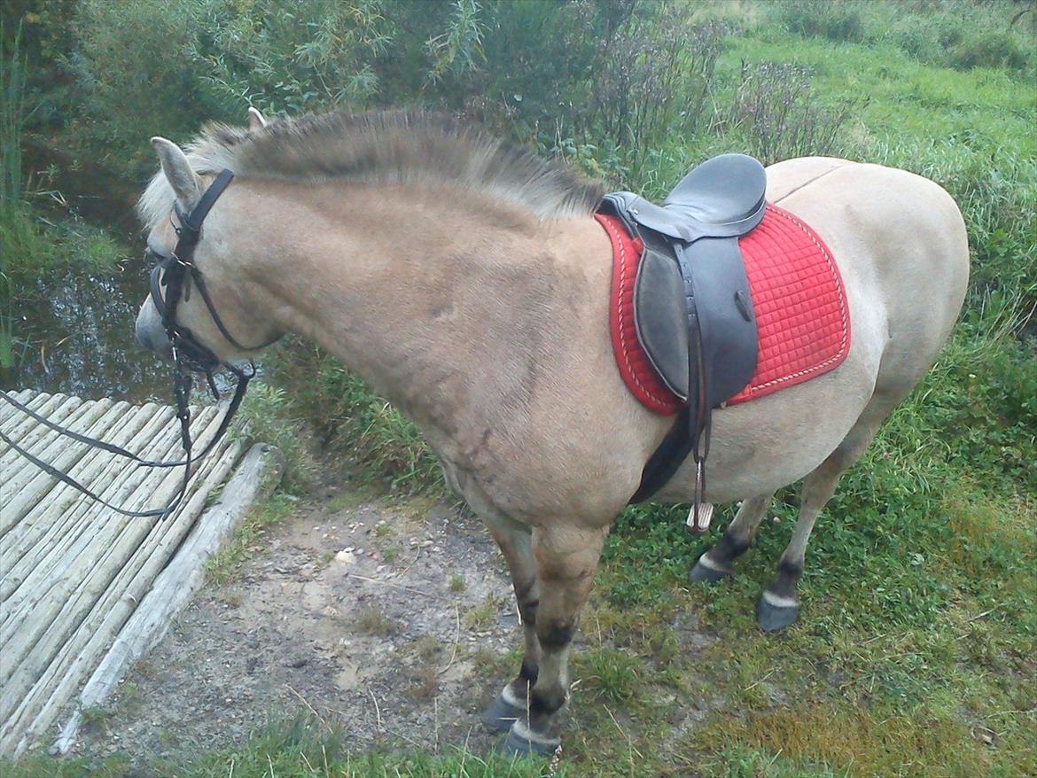 Oliver i soldaterskoven 2 gang billede 18