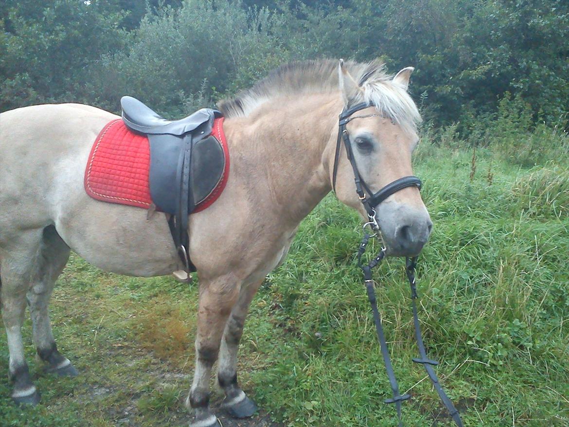 Oliver i soldaterskoven 2 gang billede 19