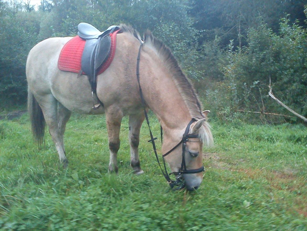 Oliver i soldaterskoven 2 gang billede 26