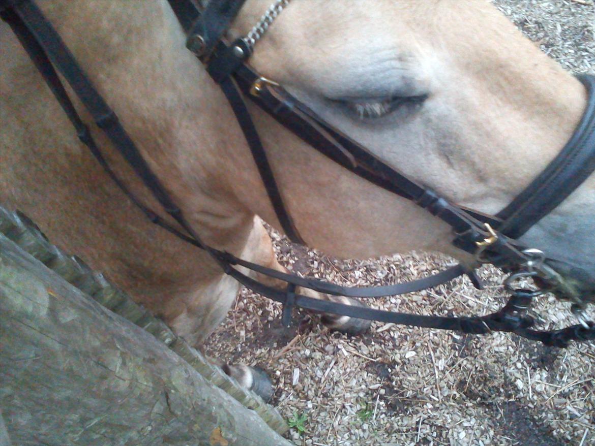 Oliver i soldaterskoven 2 gang billede 30