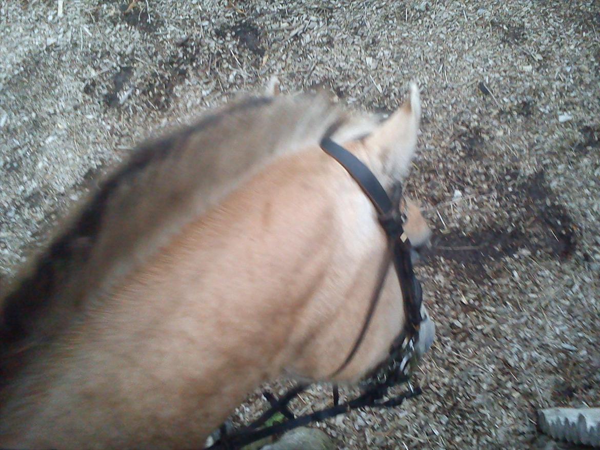 Oliver i soldaterskoven 2 gang billede 31