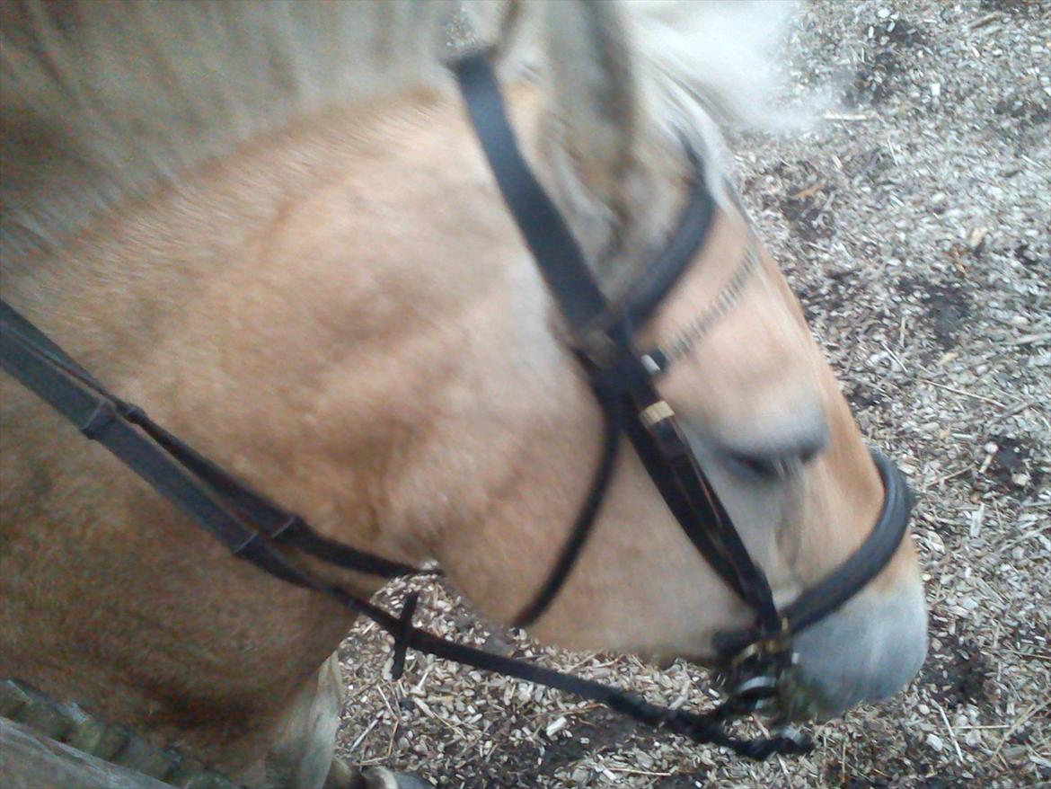 Oliver i soldaterskoven 2 gang billede 32