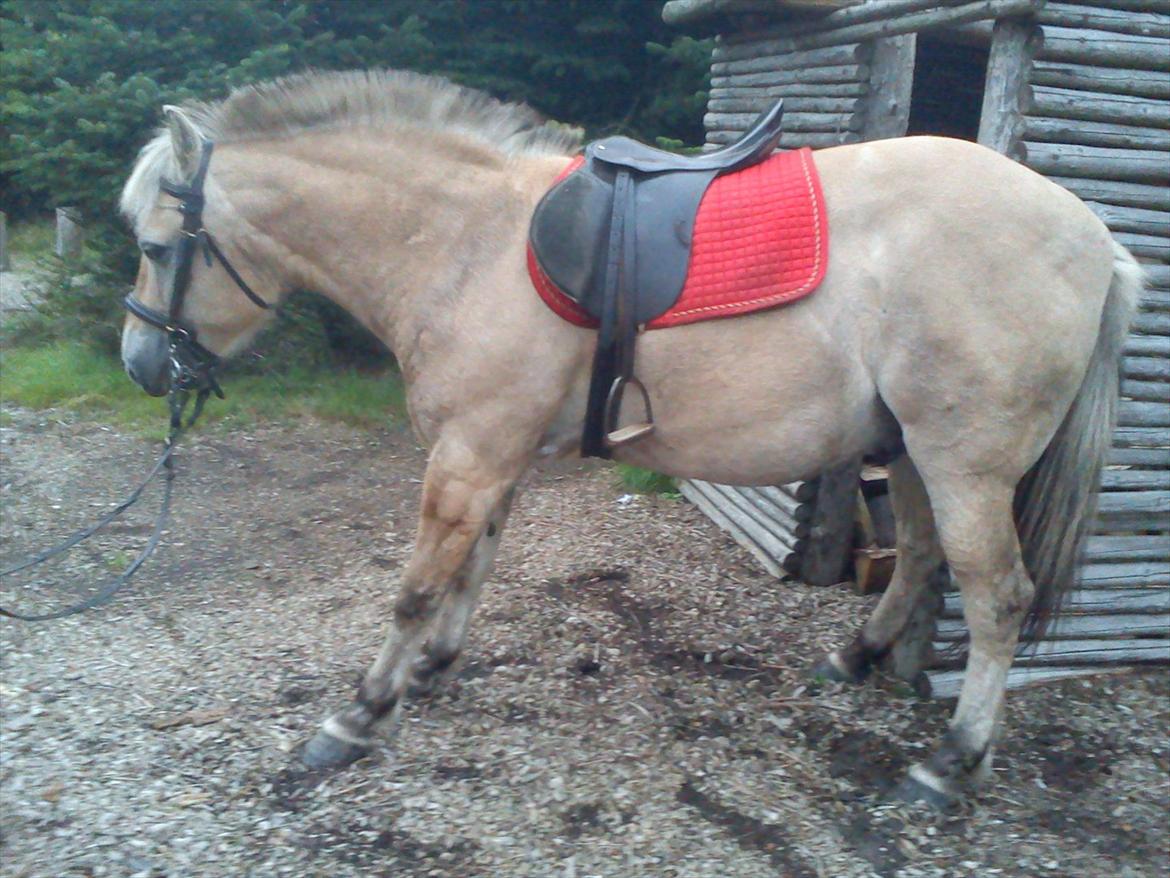 Oliver i soldaterskoven 2 gang billede 34