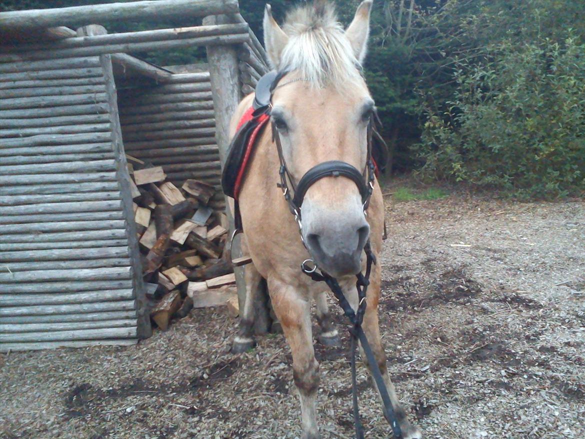 Oliver i soldaterskoven 2 gang billede 35