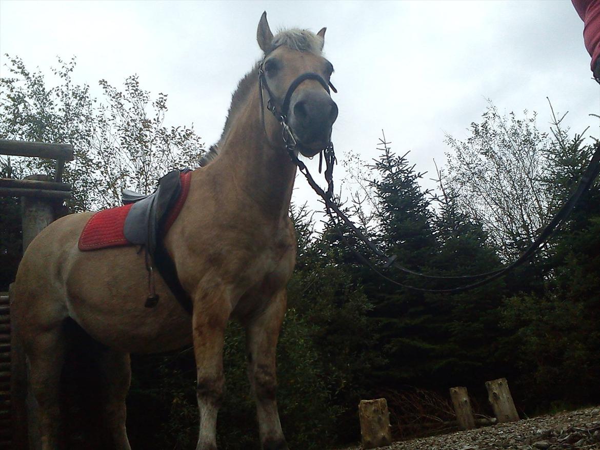 Oliver i soldaterskoven 2 gang billede 36