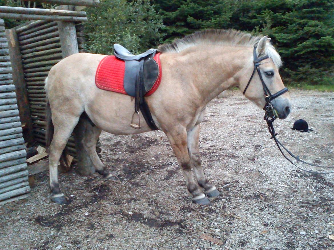 Oliver i soldaterskoven 2 gang billede 37