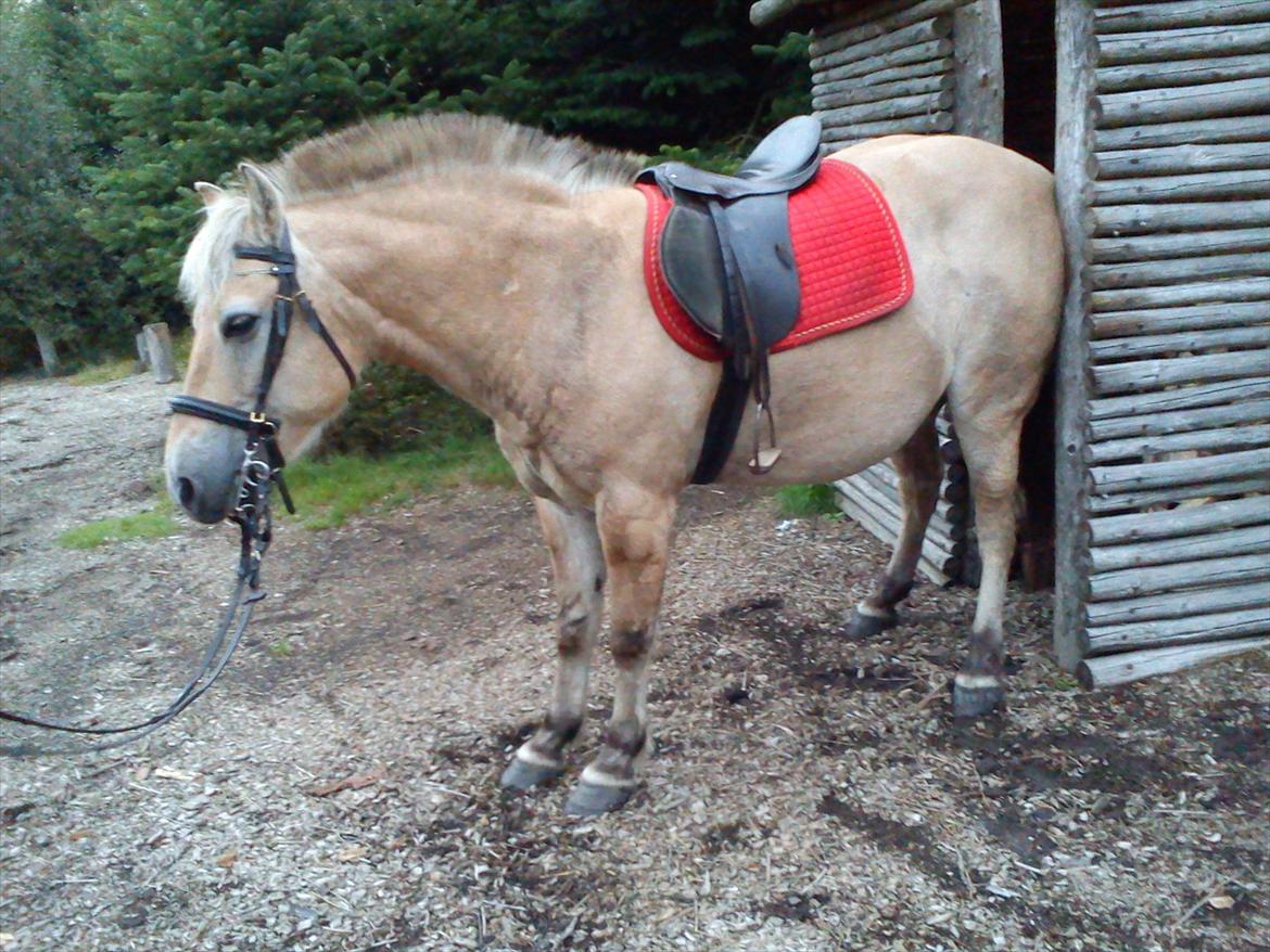 Oliver i soldaterskoven 2 gang billede 38