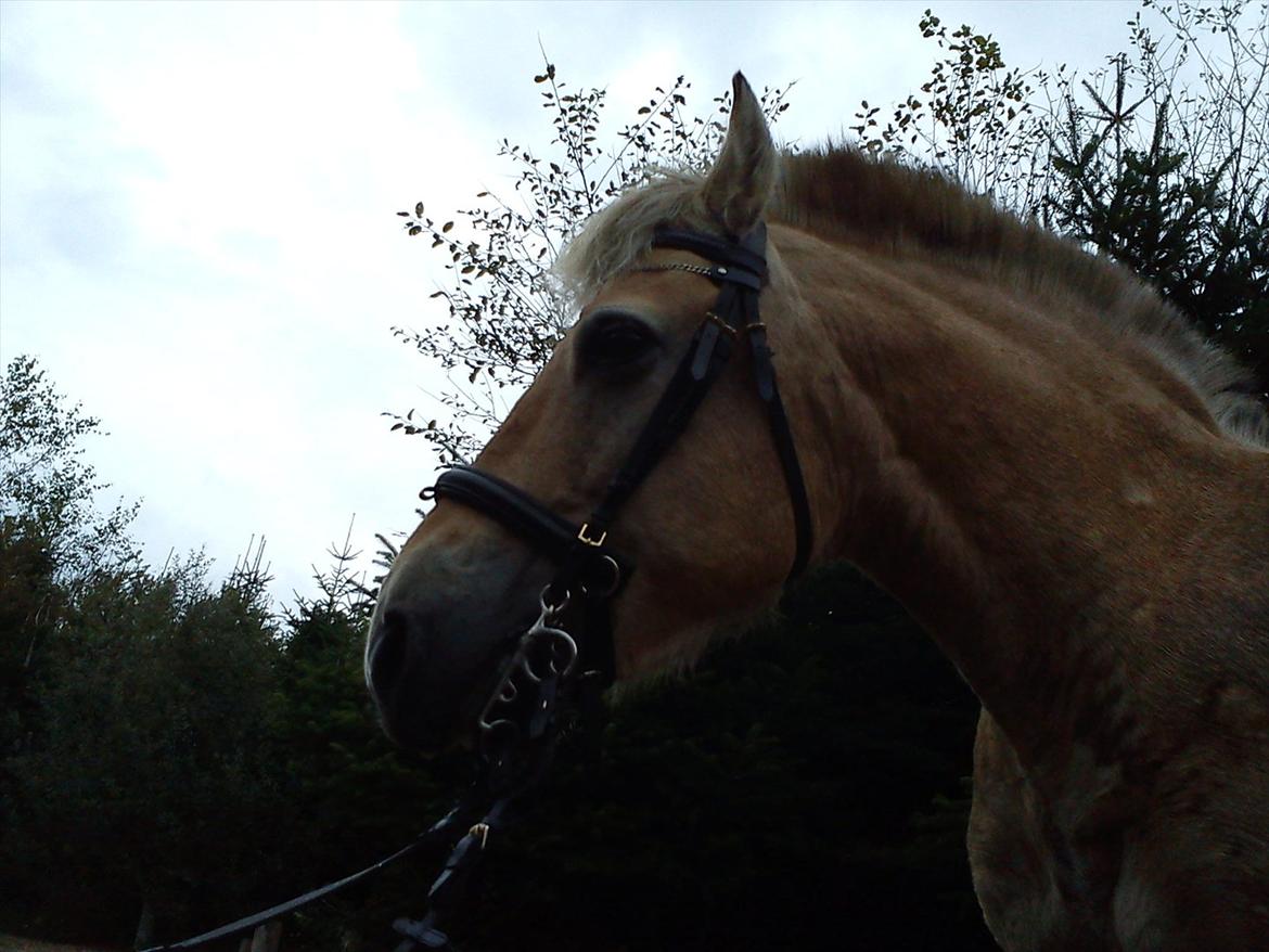 Oliver i soldaterskoven 2 gang billede 39