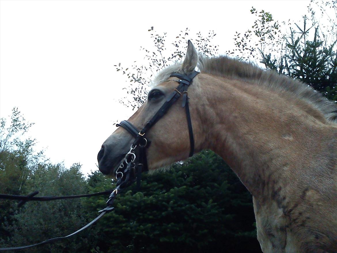 Oliver i soldaterskoven 2 gang billede 40