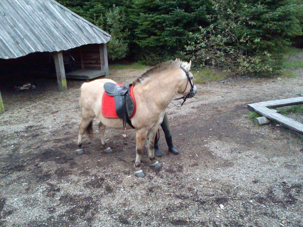 Oliver i soldaterskoven 2 gang billede 43