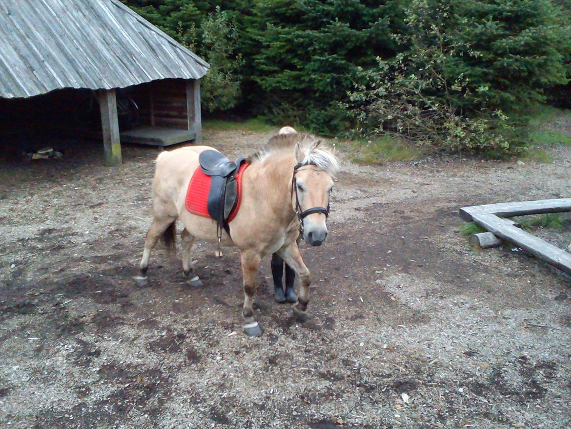 Oliver i soldaterskoven 2 gang billede 44