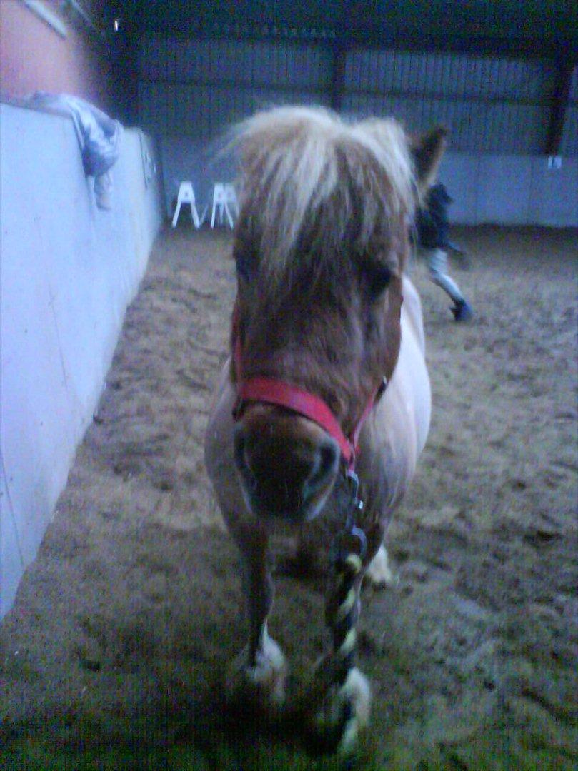 Hygge på Langstruplund Rideskole billede 3