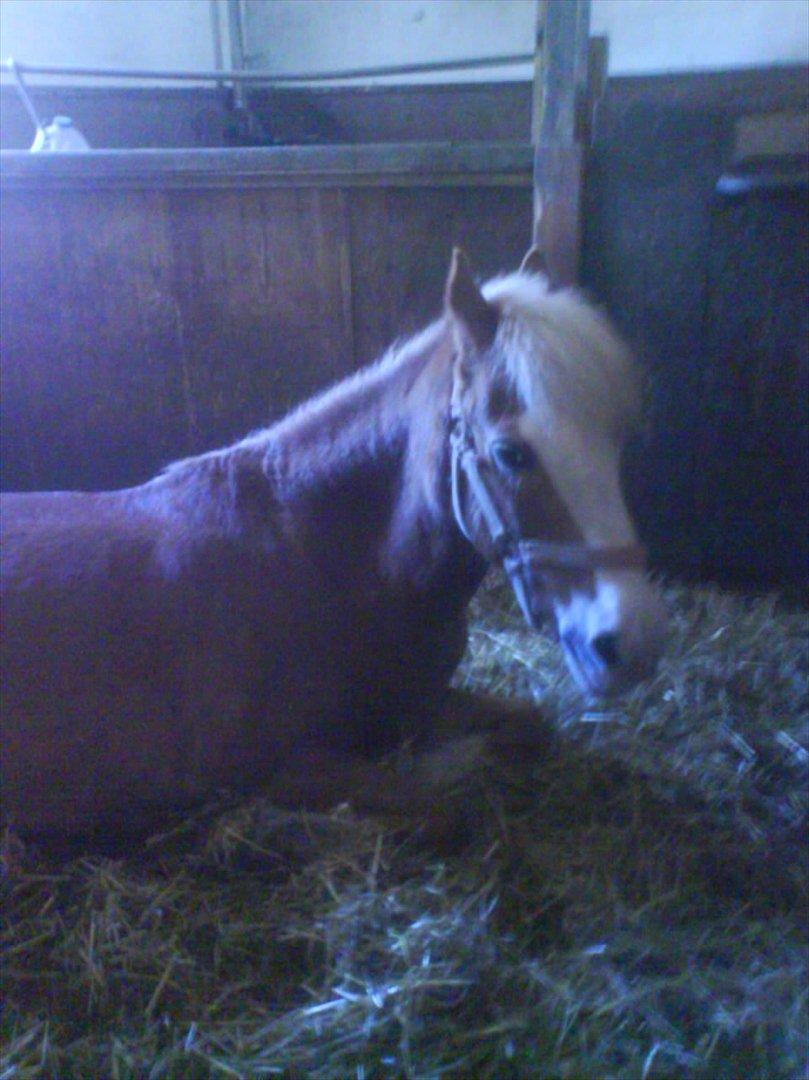 Hygge på Langstruplund Rideskole billede 4