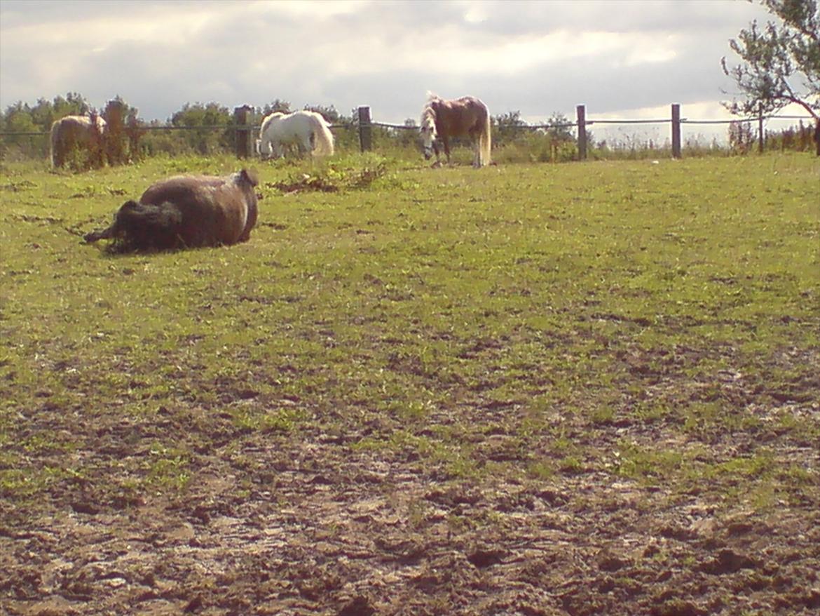 Hygge på Langstruplund Rideskole billede 11