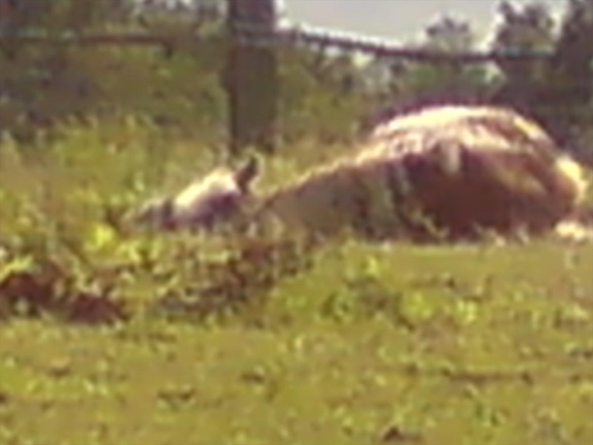 Hygge på Langstruplund Rideskole billede 12