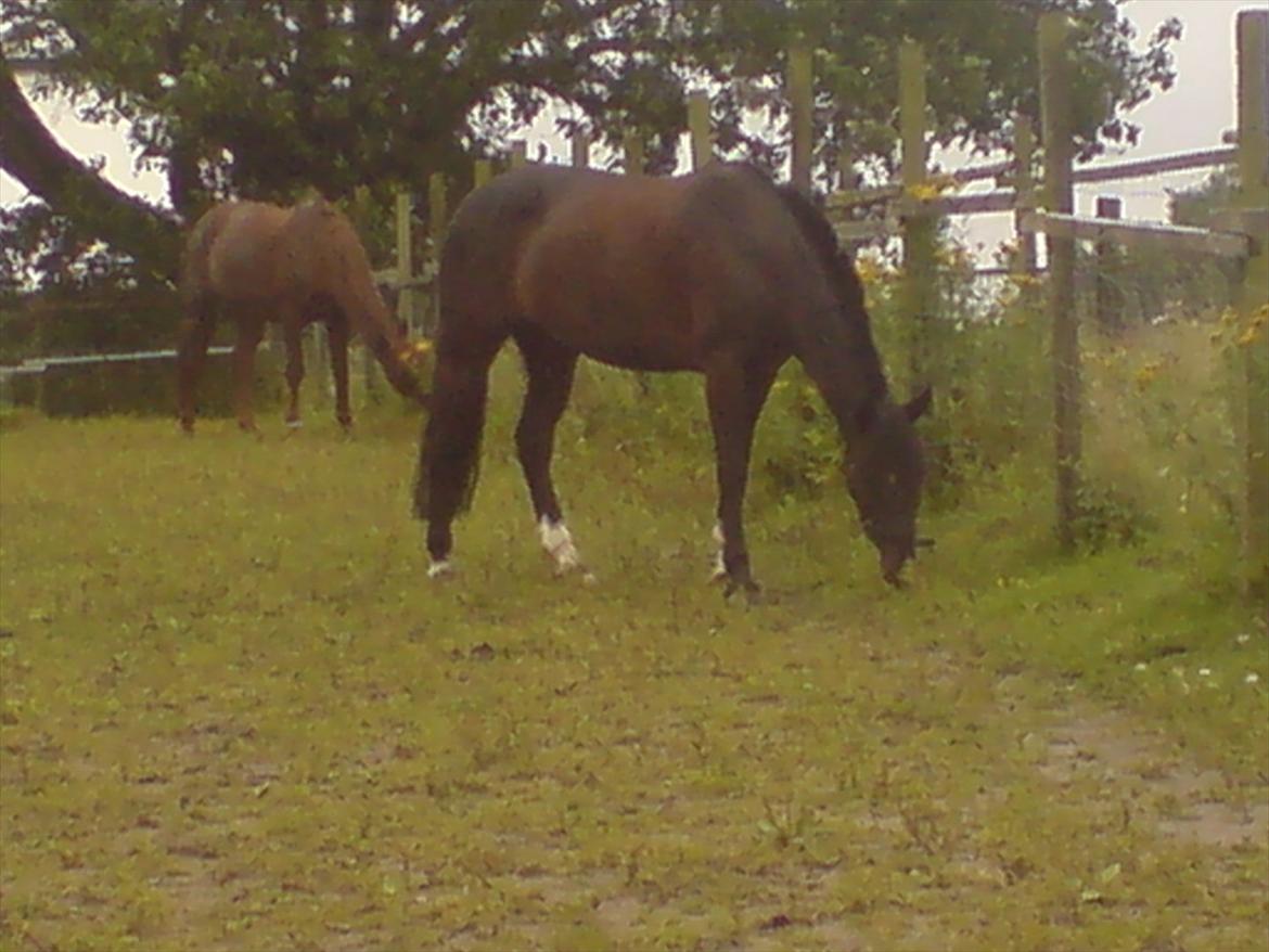 Hygge på Langstruplund Rideskole billede 13