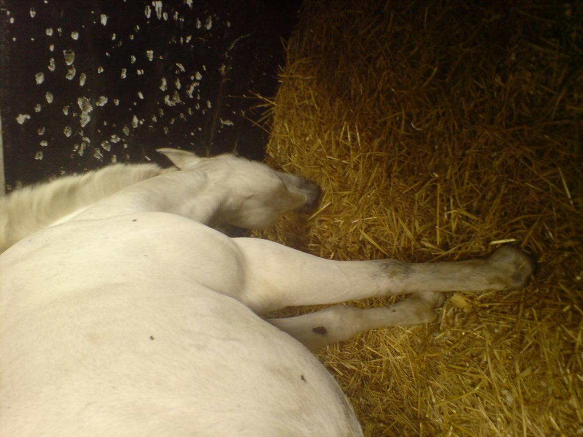 Hygge på Langstruplund Rideskole billede 14