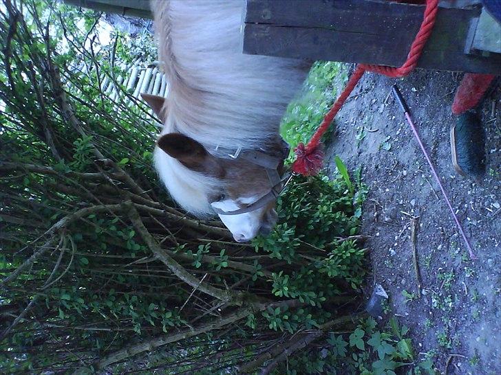 Hygge på Langstruplund Rideskole billede 15