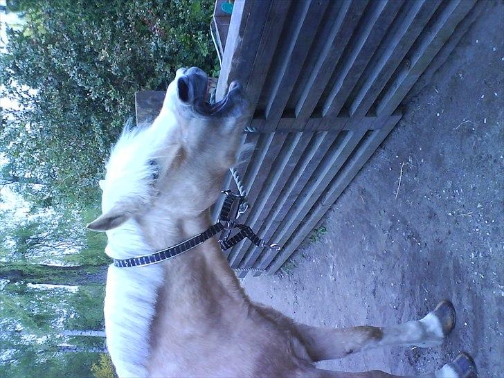 Hygge på Langstruplund Rideskole billede 16