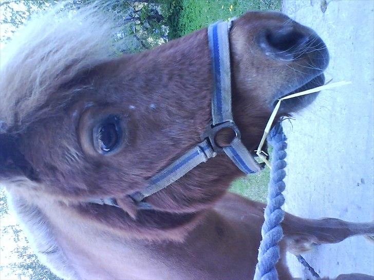 Hygge på Langstruplund Rideskole billede 17