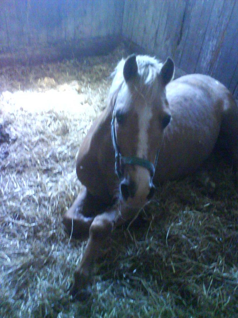 Hygge på Langstruplund Rideskole billede 18