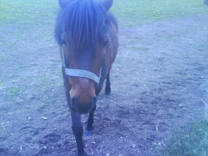 Hygge på Langstruplund Rideskole billede 19