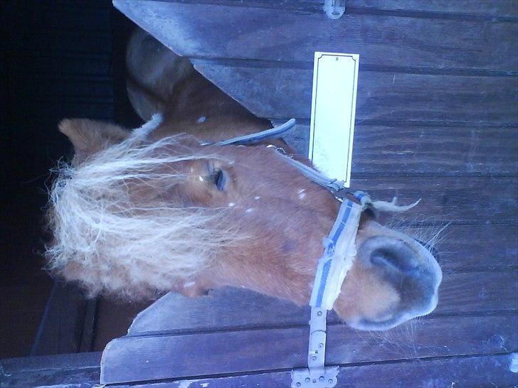 Hygge på Langstruplund Rideskole billede 20