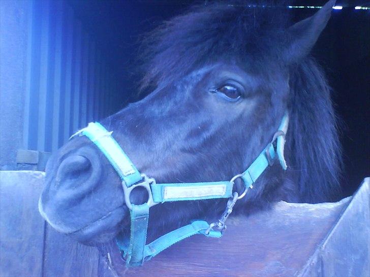 Hygge på Langstruplund Rideskole billede 21