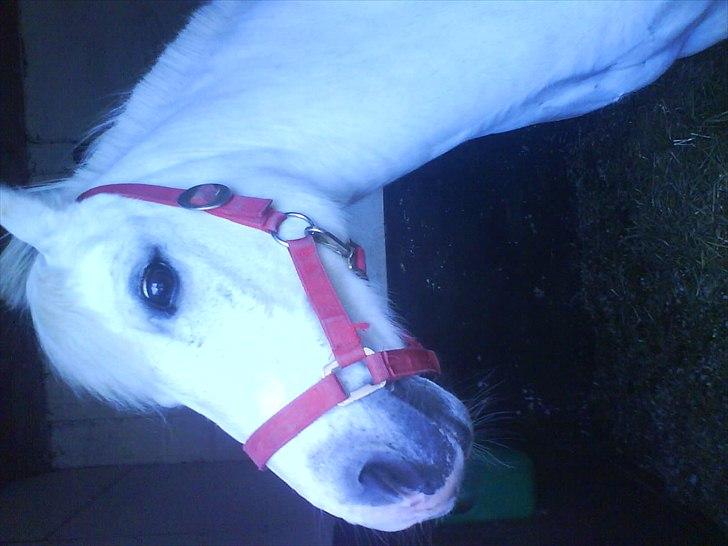 Hygge på Langstruplund Rideskole billede 22