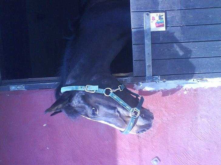 Hygge på Langstruplund Rideskole billede 23