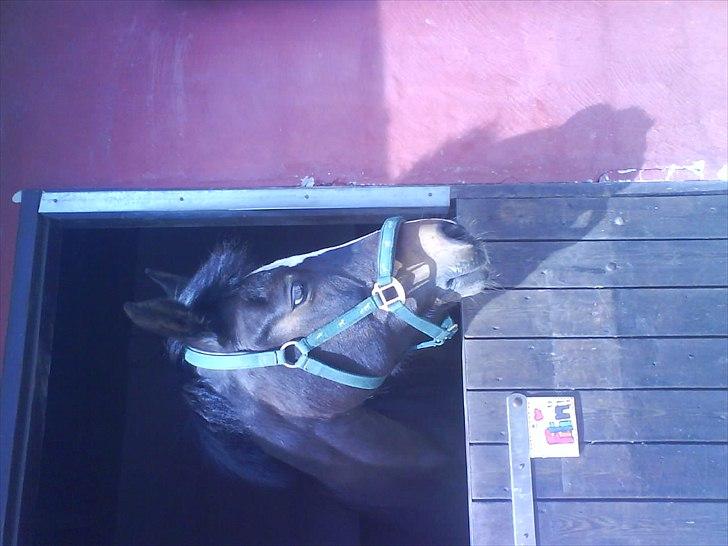 Hygge på Langstruplund Rideskole billede 24